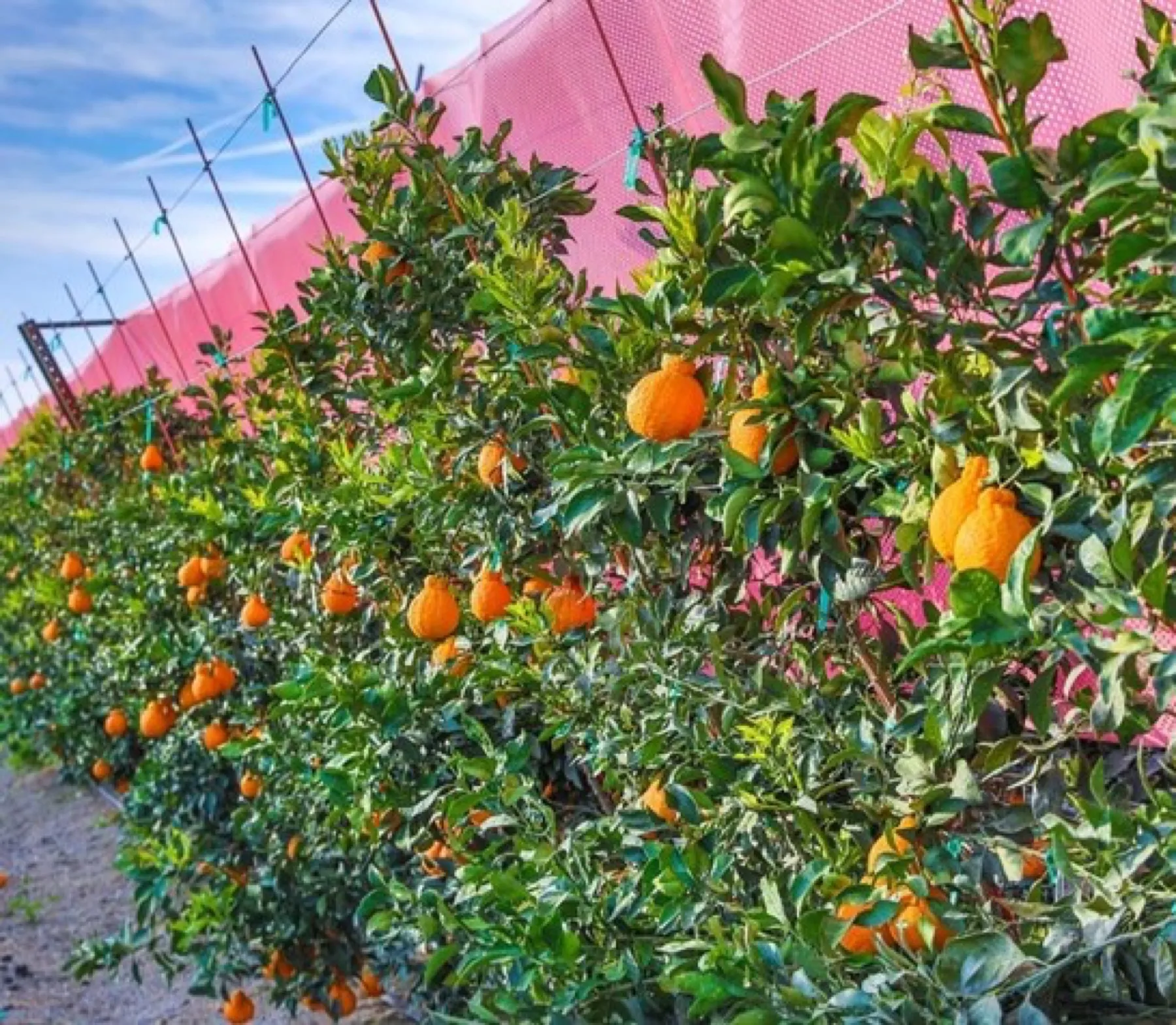 Citrus trees heavy with fruit along an Opti-Panel wall