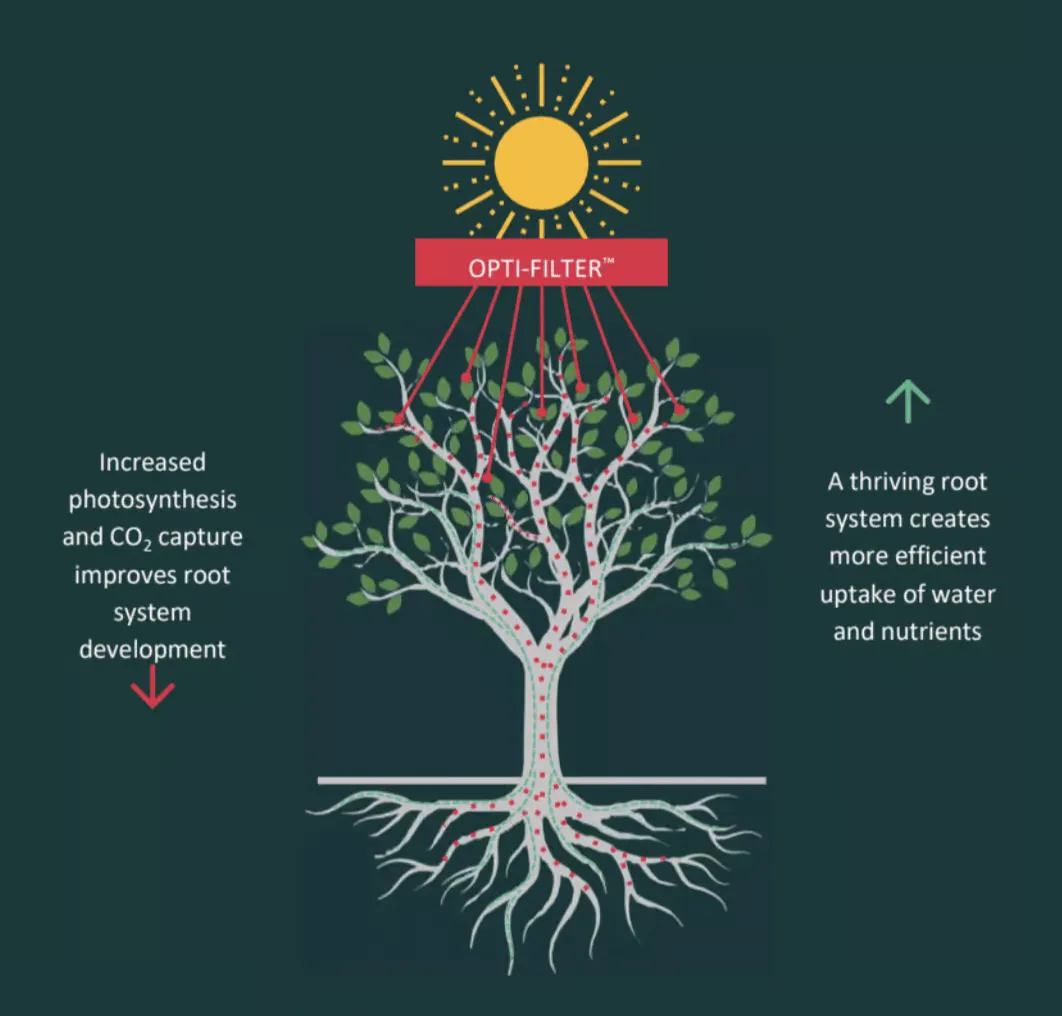 Opti-Filter™ diagram: sunlight passes through the filter as red-enriched light, increasing photosynthesis and root development while improving water and nutrient uptake